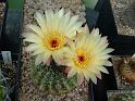 Notocactus ottonis